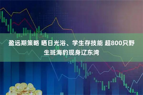 盈远期策略 晒日光浴、学生存技能 超800只野生斑海豹现身辽东湾
